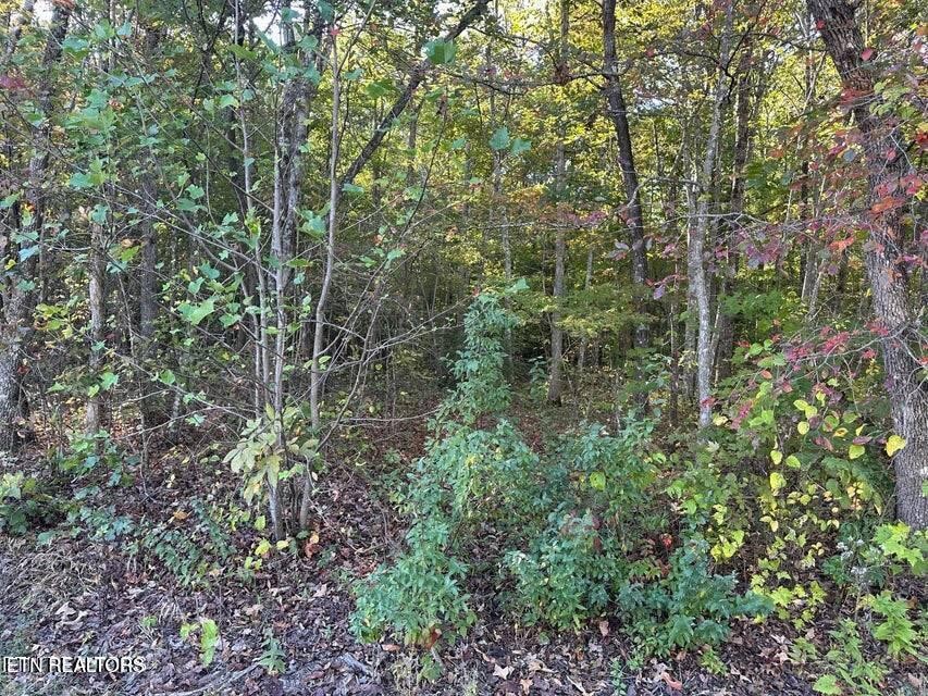 0 Falling Leaf Road Jamestown, TN 38556 - Photo 13 of 35 Gallery Image 13