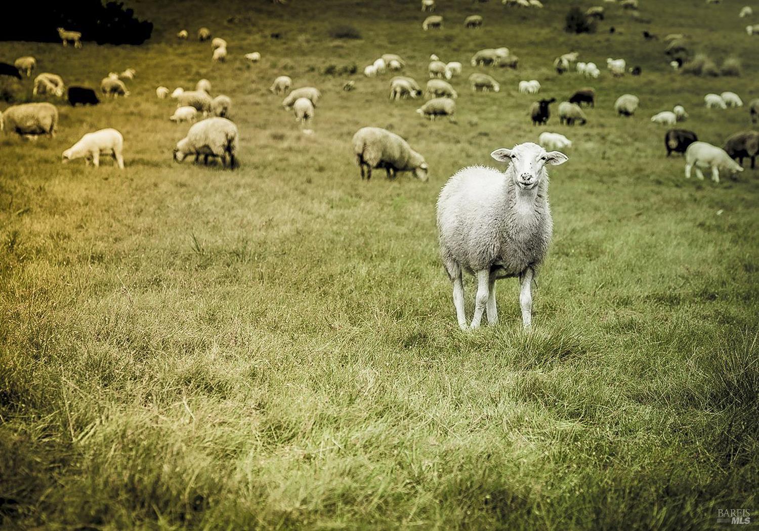 36964 Greencroft Close The Sea Ranch, CA 95497 - Photo 24 of 27 a bathroom with a sink and mirror