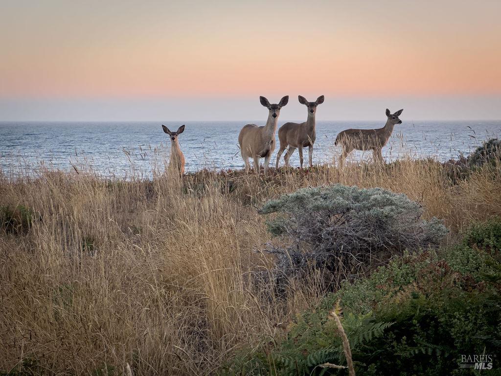 36964 Greencroft Close The Sea Ranch, CA 95497 - Photo 27 of 27 a view of a terrace with chairs