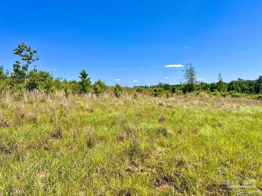 Lot 2 Cotton Lake Road Molino, FL 32577 - Photo 14 of 18