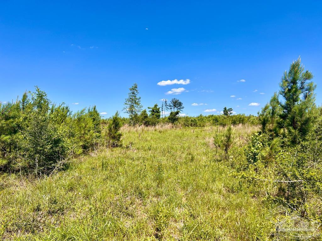 Lot 2 Cotton Lake Road Molino, FL 32577 - Photo 15 of 18