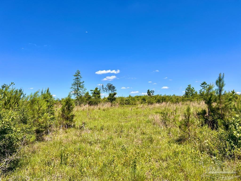 Lot 2 Cotton Lake Road Molino, FL 32577 - Photo 6 of 18