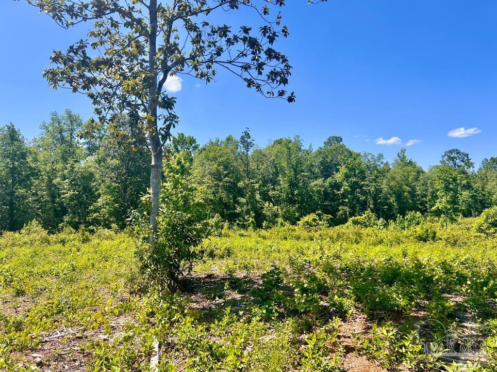 Lot 2 Cotton Lake Road Molino, FL 32577 - Photo 7 of 18