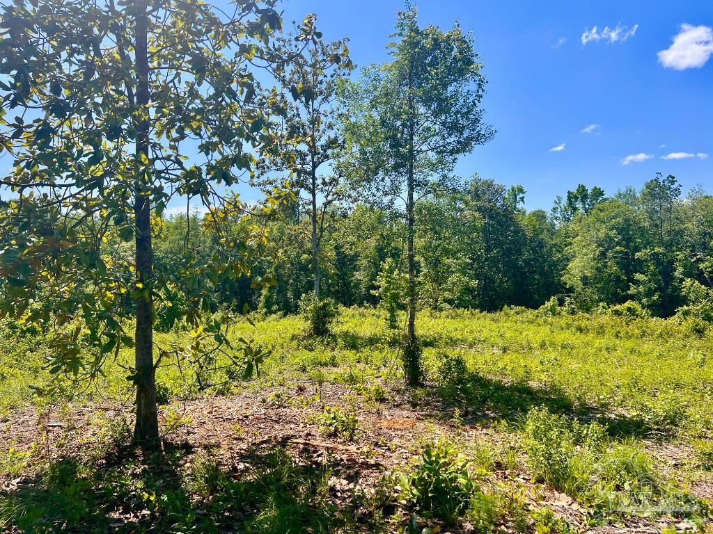 Lot 2 Cotton Lake Road Molino, FL 32577 - Photo 8 of 18