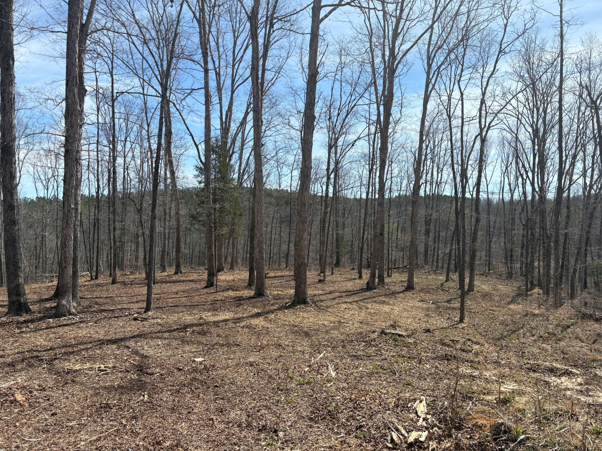 13 Shelton Cemetery Road Cumberland Furnace, TN 37051 - Photo 4 of 9 a backyard of a house with lots of trees