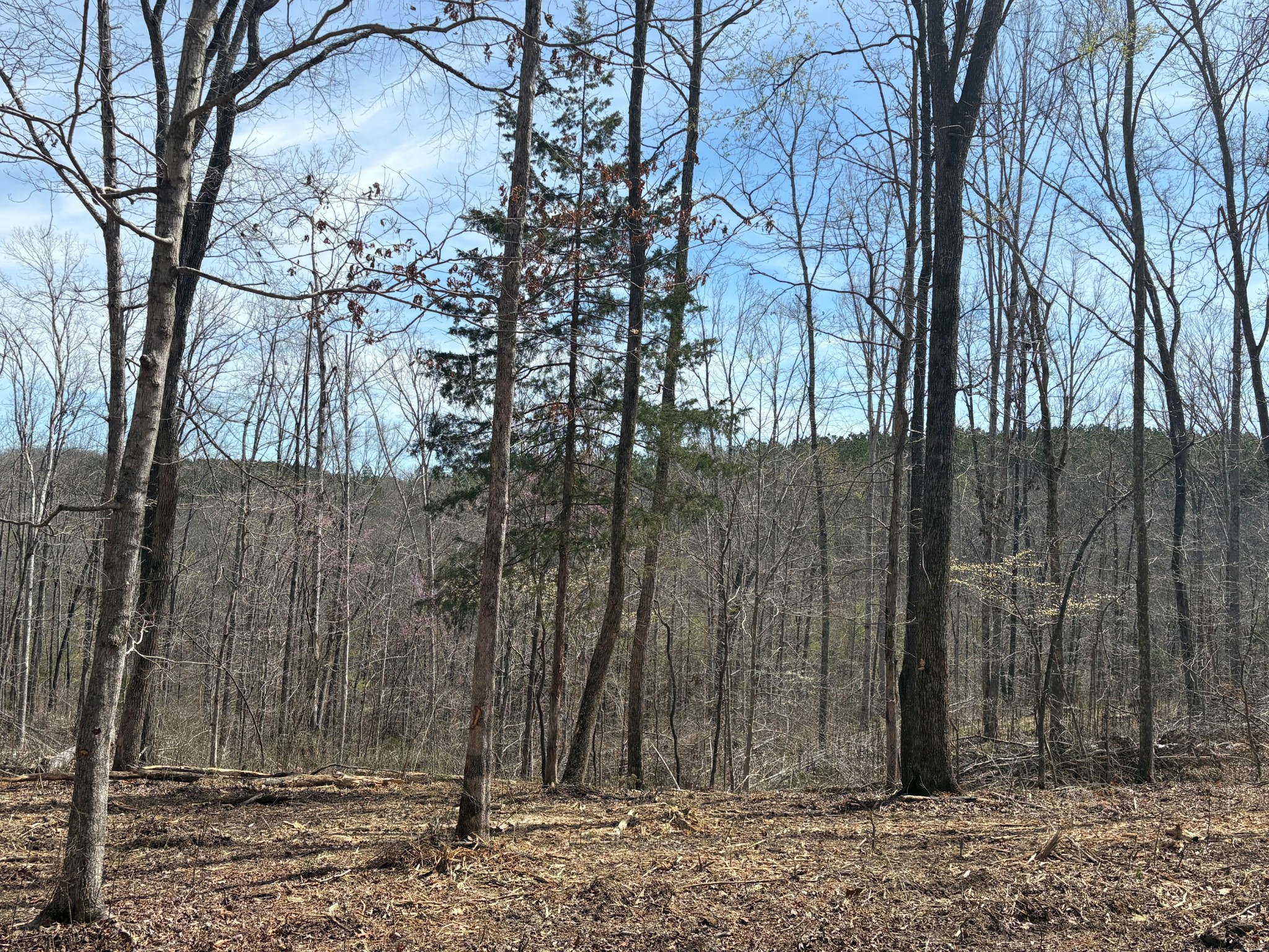 13 Shelton Cemetery Road Cumberland Furnace, TN 37051 - Photo 5 of 9 a view of a backyard of the house