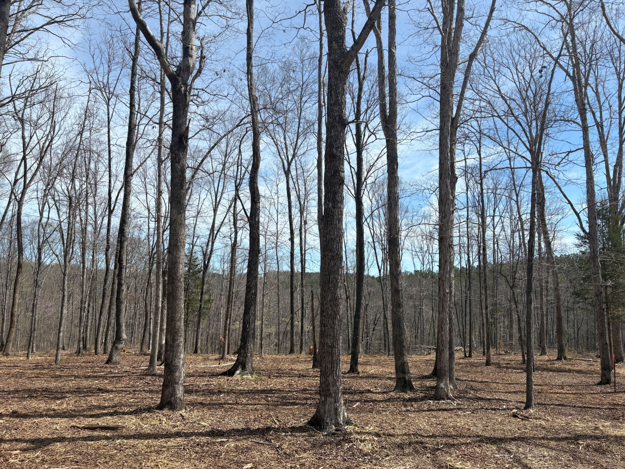 13 Shelton Cemetery Road Cumberland Furnace, TN 37051 - Photo 6 of 9