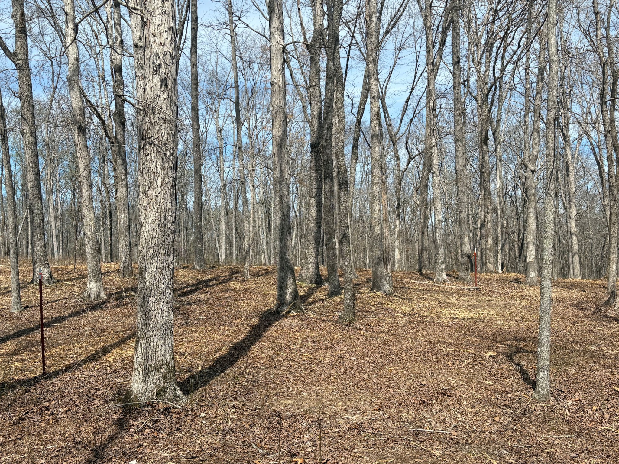 13 Shelton Cemetery Road Cumberland Furnace, TN 37051 - Photo 8 of 9 a backyard of a house with lots of green space