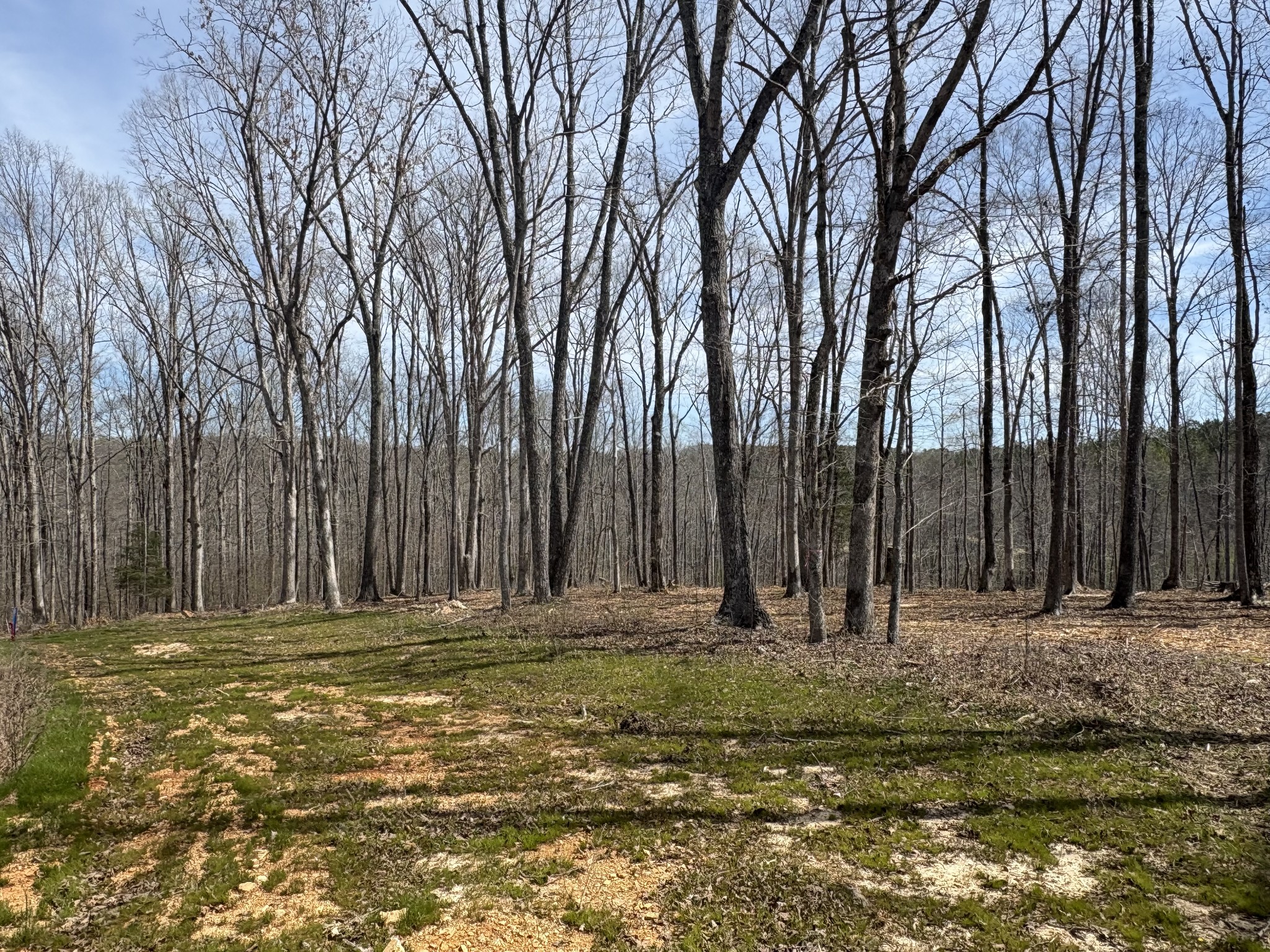 13 Shelton Cemetery Road Cumberland Furnace, TN 37051 - Photo 9 of 9 a view of outdoor space with trees