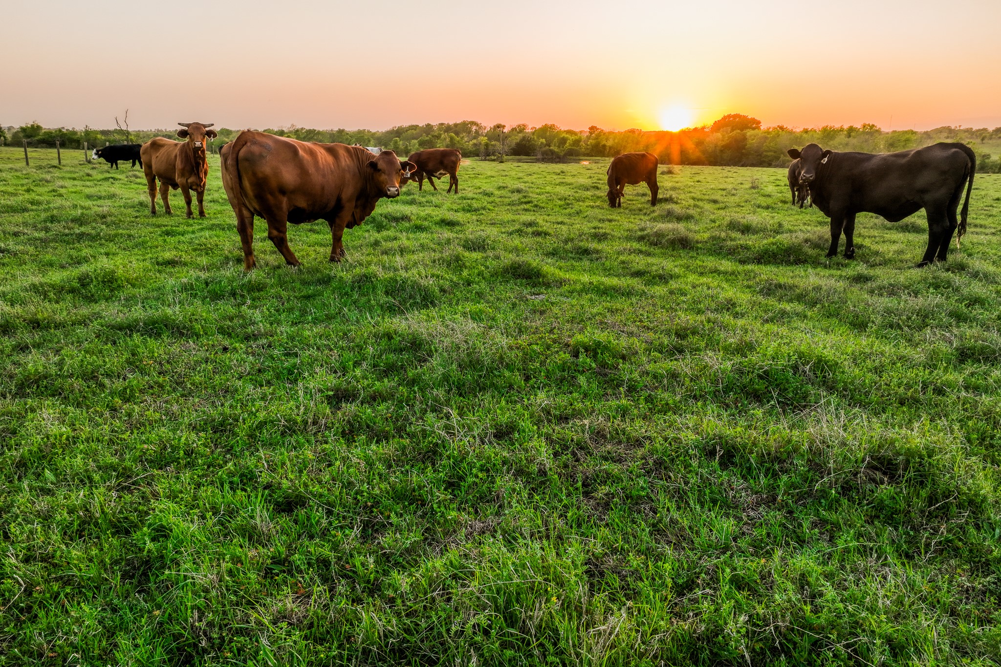 20751 Fm 1155 Street East Washington, TX 77880 - Photo 26 of 49 a view of a yard with large trees