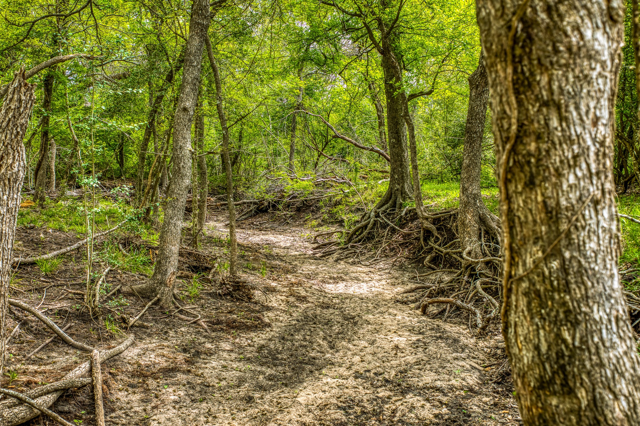 20751 Fm 1155 Street East Washington, TX 77880 - Photo 34 of 49 a view of a yard with plants and large trees