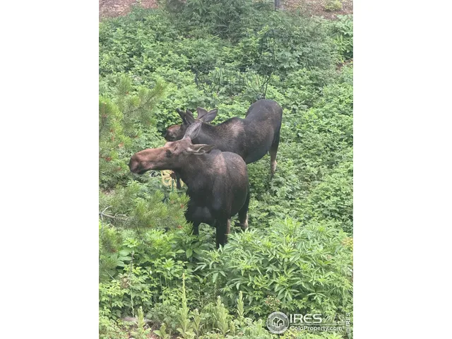 $1,399,000 | 12023 Coal Creek Heights Drive, Golden, CO 80403