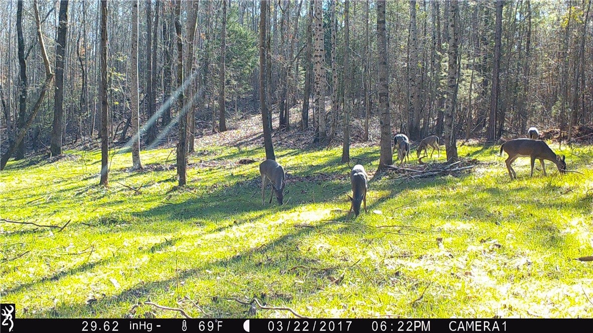 0 South Thornton Road Camp Hill, AL 36850 - Photo 16 of 37 Gallery Image 16