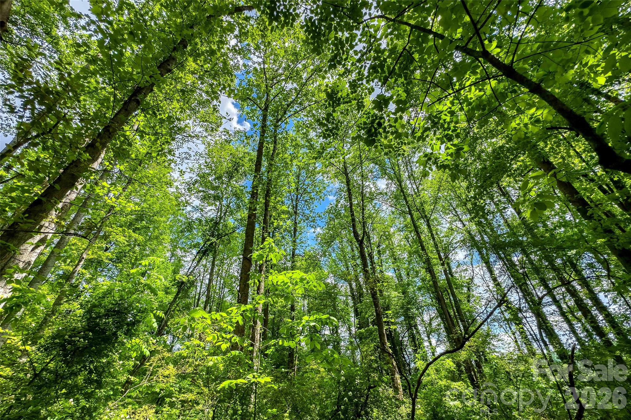 995 East Main Street Old Fort, NC 28762 - Photo 28 of 33 a view of a lush green forest