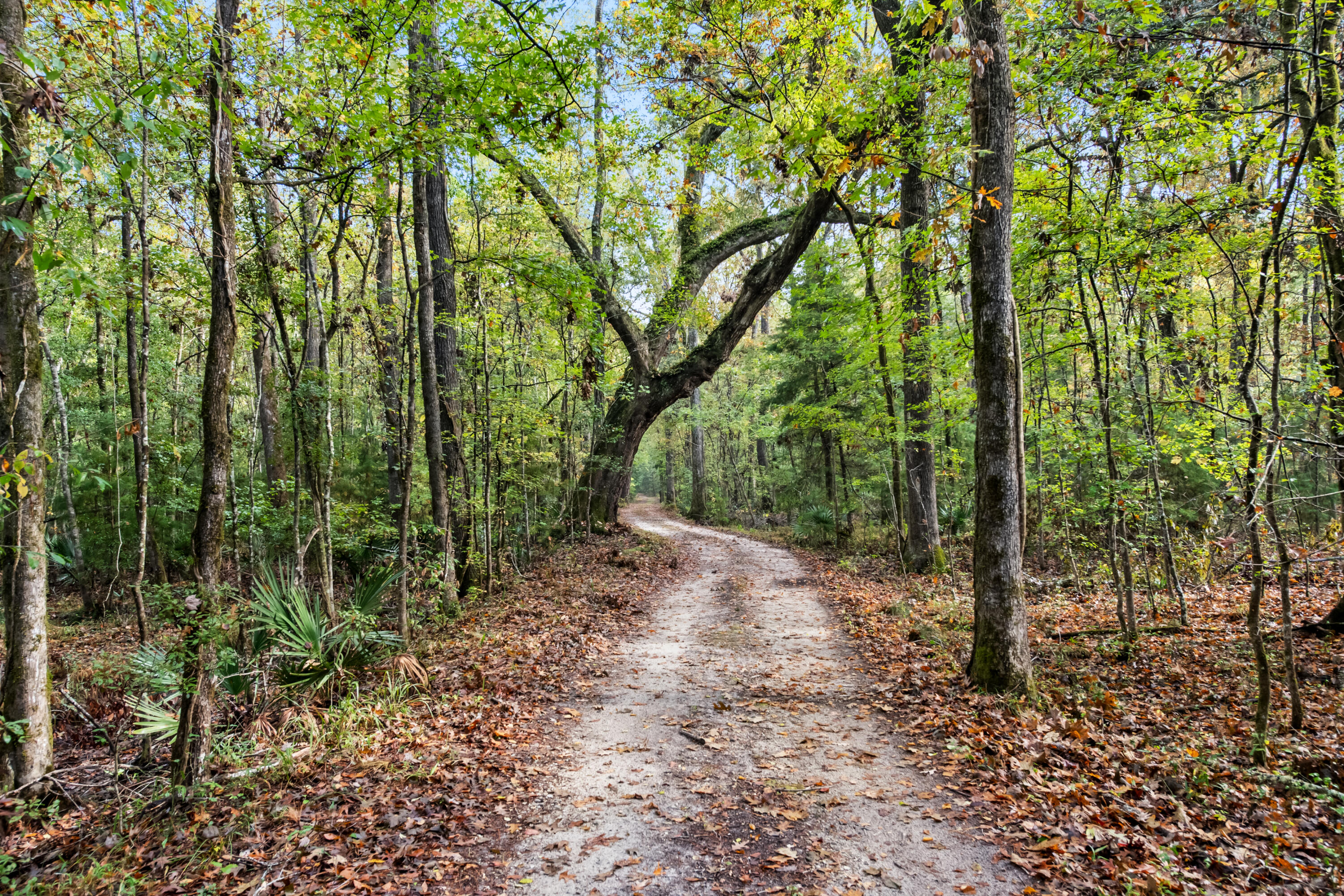 527-acres Spring Grove Road Adams Run, SC 29426 - Photo 26 of 44 HFL_OSBORNE TRACT-10