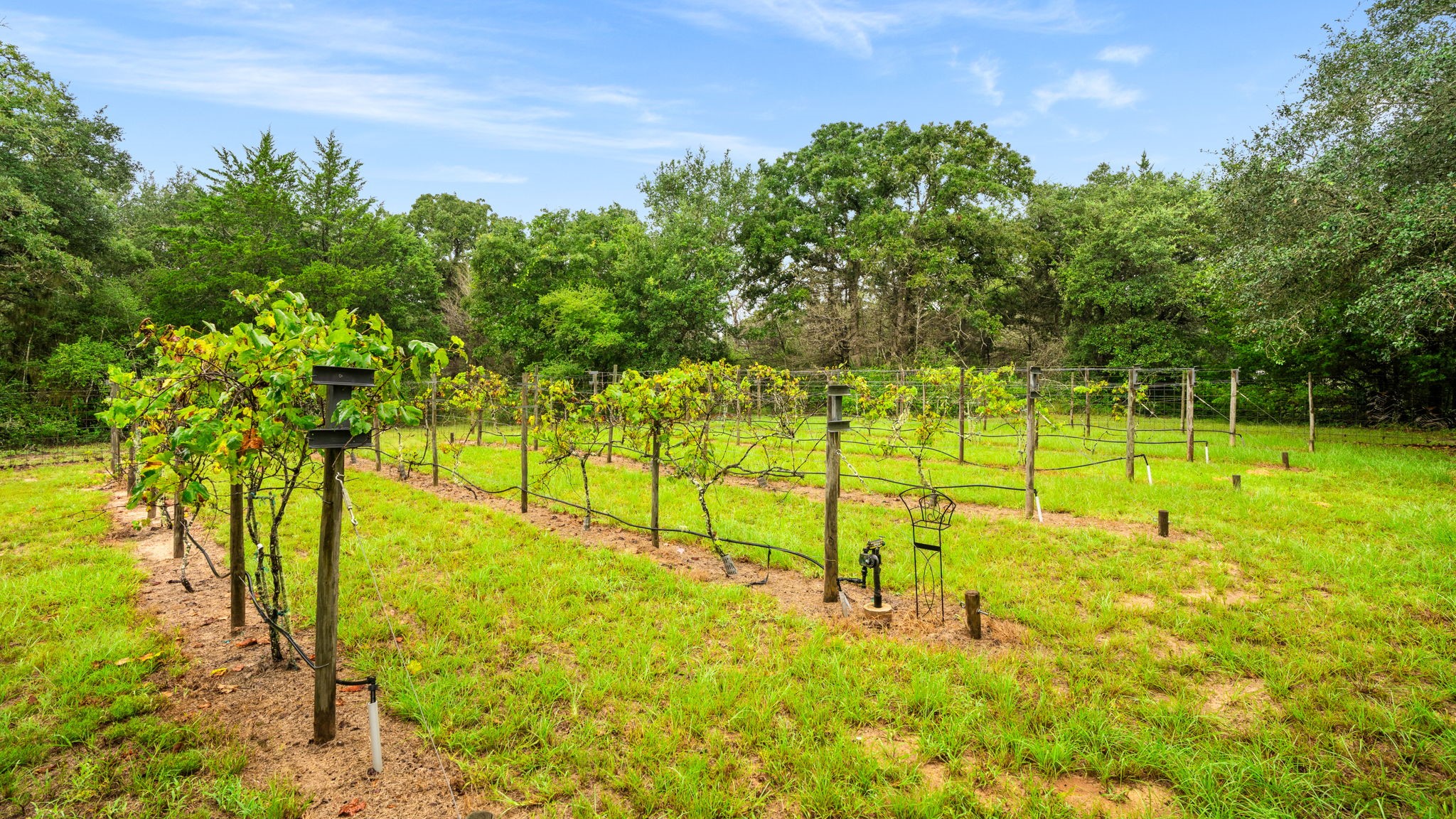 1114 Star Ridge Road Weimar, TX 78962 - Photo 6 of 50 Private Vineyard