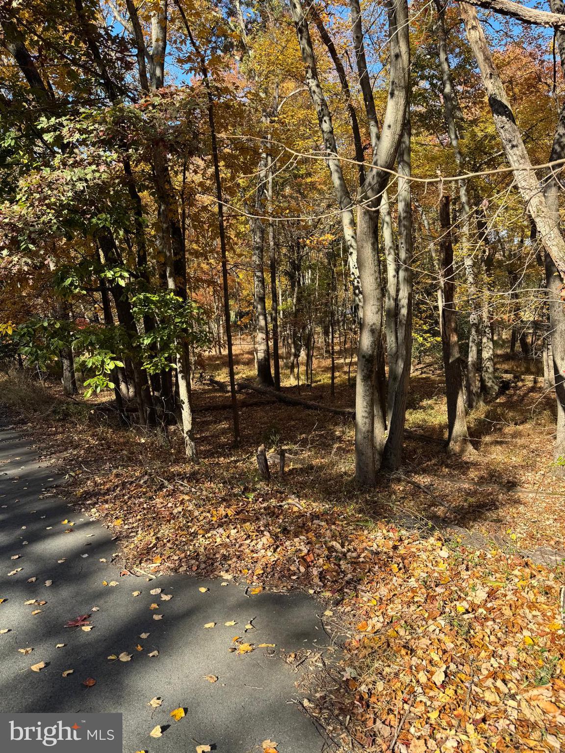 Blue Ridge Lane, Unit 24A3 Great Falls, VA 22066 - Photo 2 of 11 a view of a yard with trees