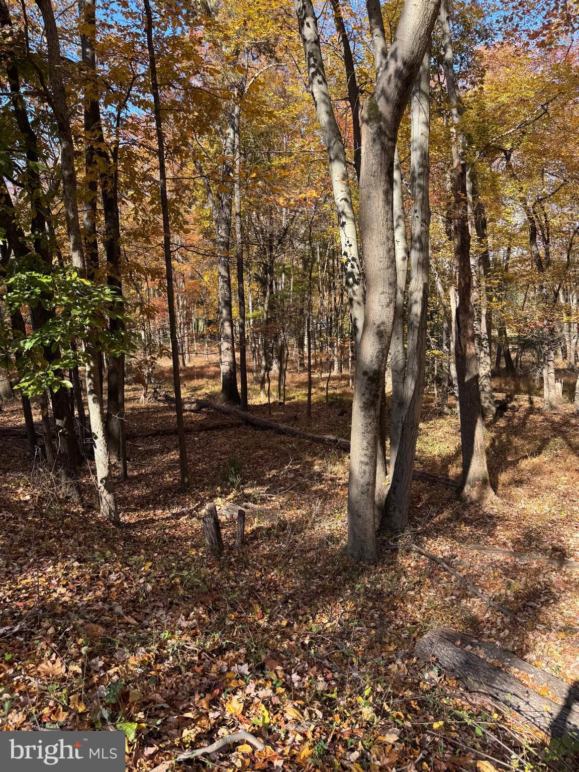 Blue Ridge Lane, Unit 24A3 Great Falls, VA 22066 - Photo 3 of 11 a view of dirt yard with a tree