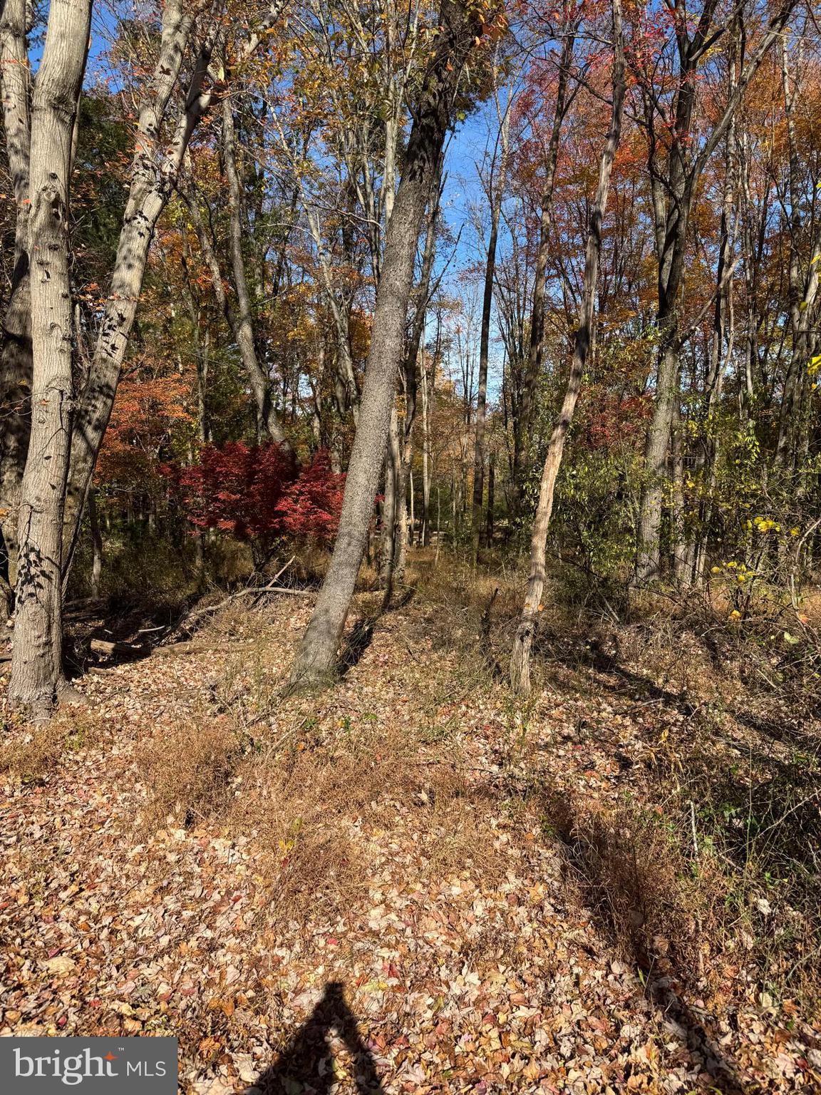 Blue Ridge Lane, Unit 24A3 Great Falls, VA 22066 - Photo 5 of 11 a big yard with lots of bushes