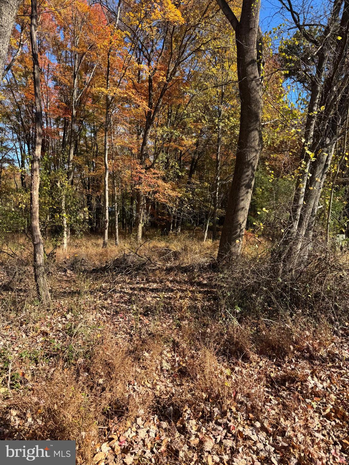Blue Ridge Lane, Unit 24A3 Great Falls, VA 22066 - Photo 6 of 11 a backyard of a house with lots of green space