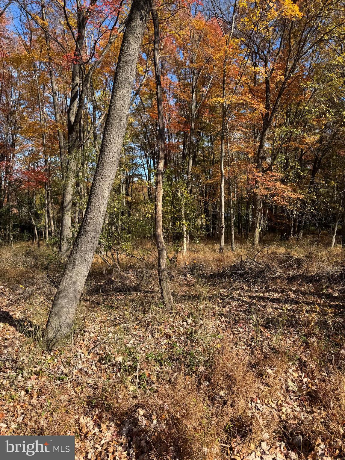 Blue Ridge Lane, Unit 24A3 Great Falls, VA 22066 - Photo 7 of 11 a backyard of a house with lots of green space