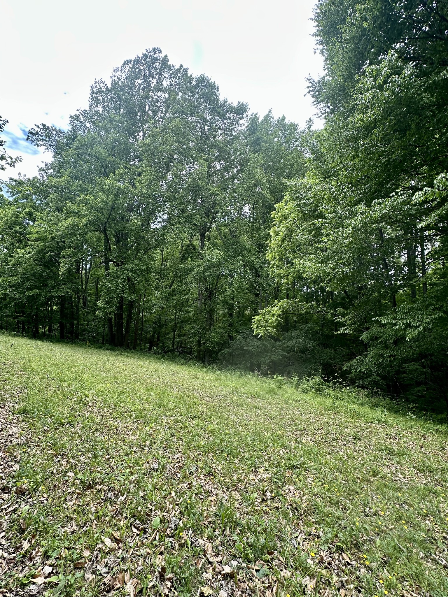 0 Hall Road Greenbrier, TN 37073 - Photo 13 of 28 a view of outdoor space and yard