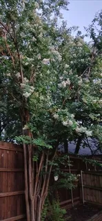 a view of outdoor space and yard