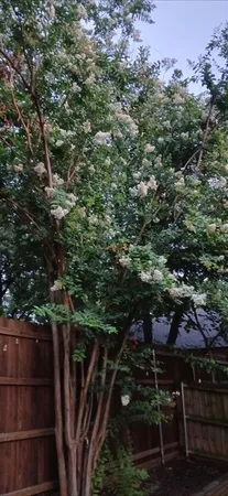 a view of outdoor space and yard