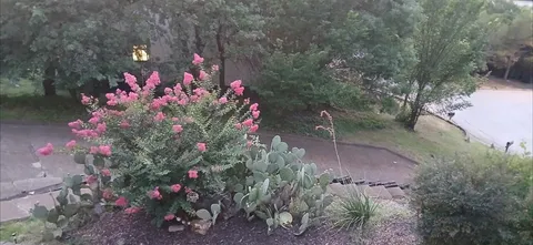 a view of a flower in a yard