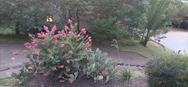 a view of a flower in a yard