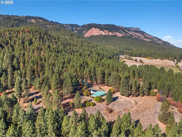 a view of a forest with a mountain
