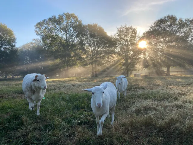a view of a park with large trees