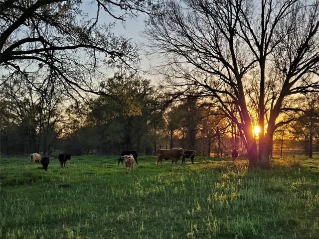 a view of a park with large trees