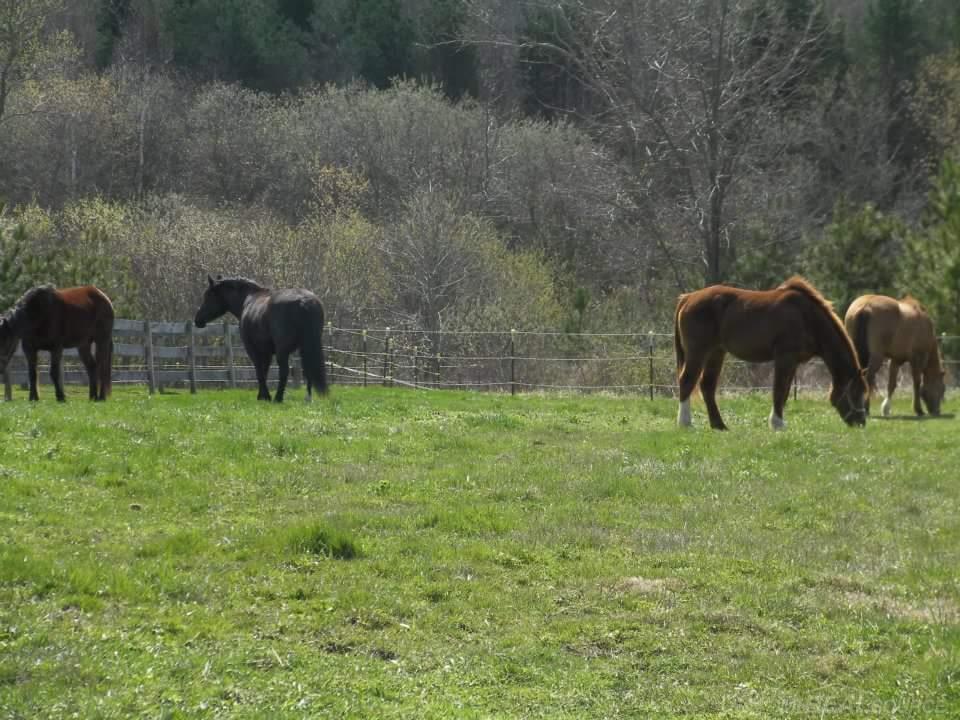 6300 Aitken Road Croswell, MI 48422 - Photo 11 of 53