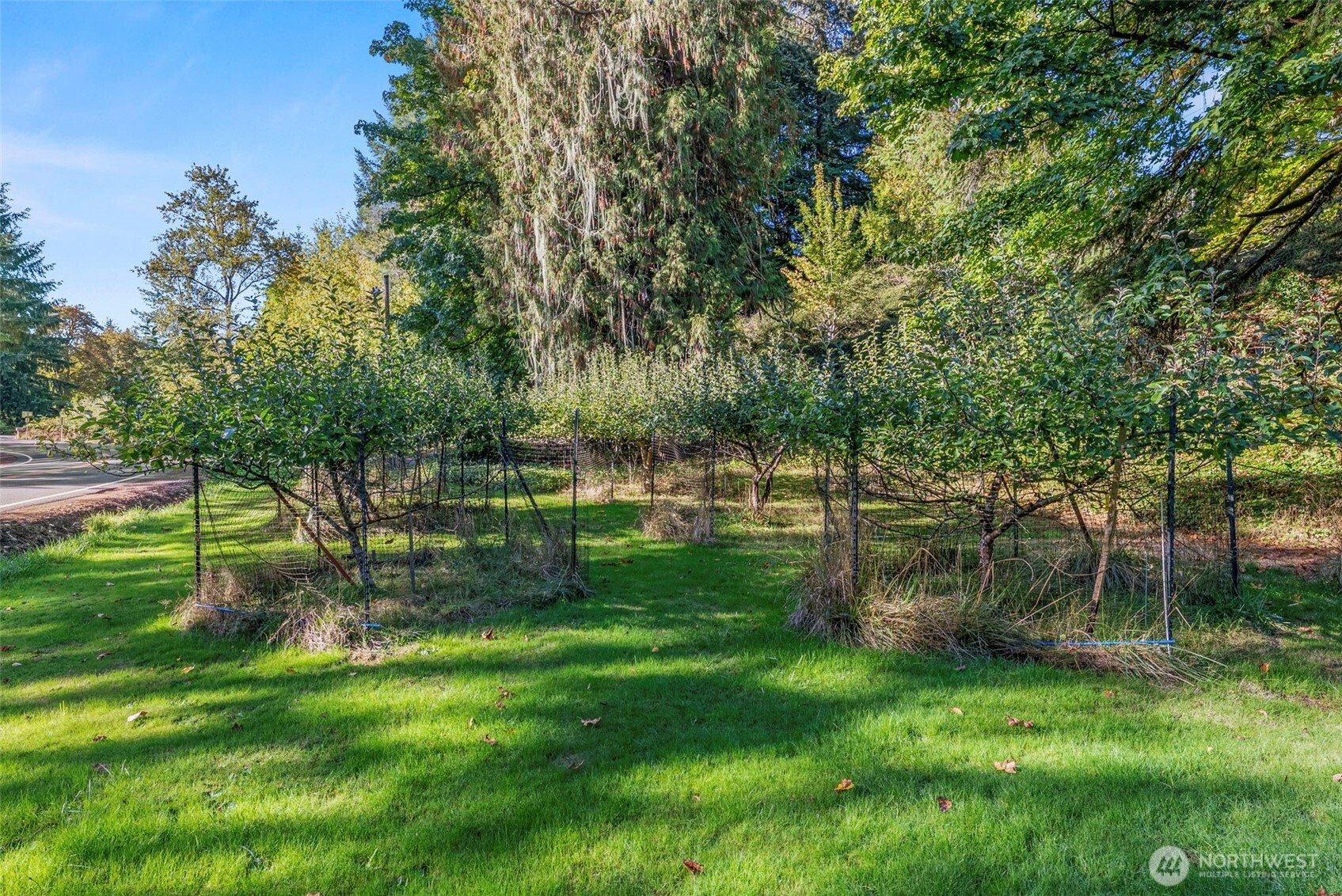 5416 Rose Valley Road Kelso, WA 98626 - Photo 8 of 28 a view of a park with large trees