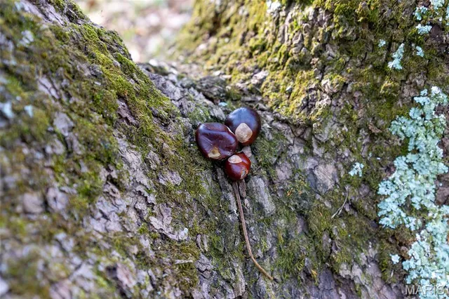 $635,000 | 4325 Hager Road, Bonne Terre, MO 63628