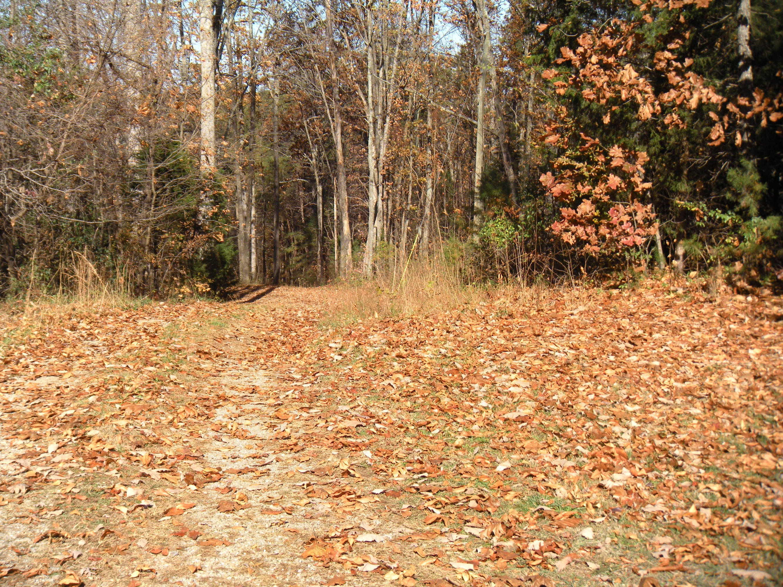 1080 Kiser Road Philadelphia, TN 37846 - Photo 5 of 25 1080 Kiser Road Property 5 David Pozy