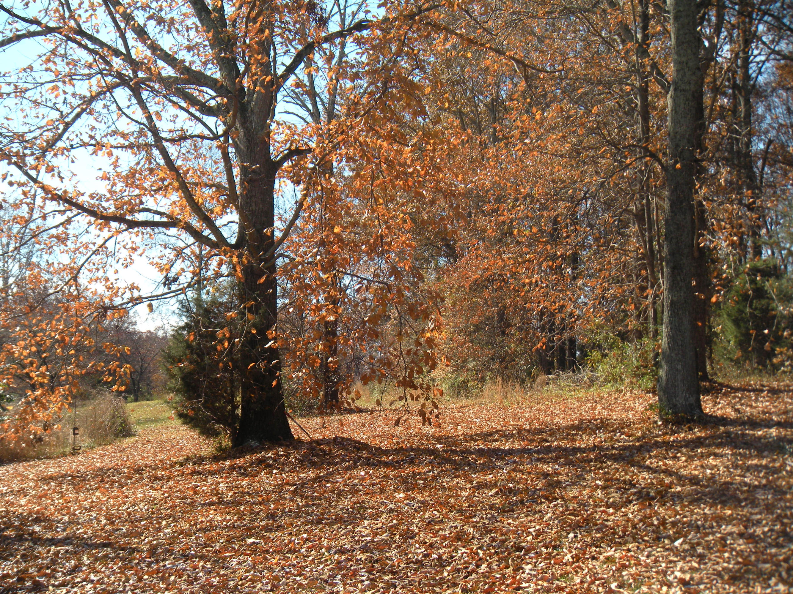 1080 Kiser Road Philadelphia, TN 37846 - Photo 6 of 25 1080 Kiser Road Property 6 David Pozy