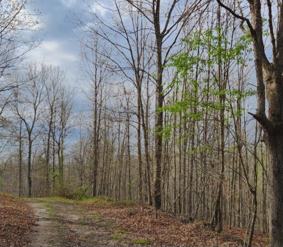0 Kiser Fork Road Grayson, KY 41143 - Photo 1 of 1 Gallery Image 1
