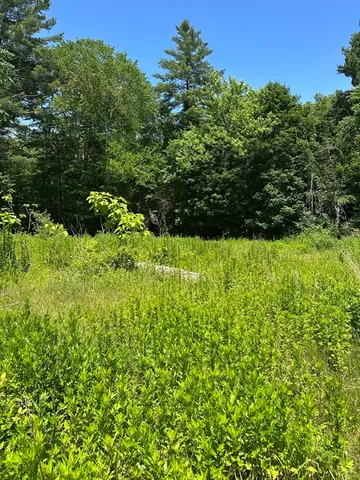a view of a garden with plants