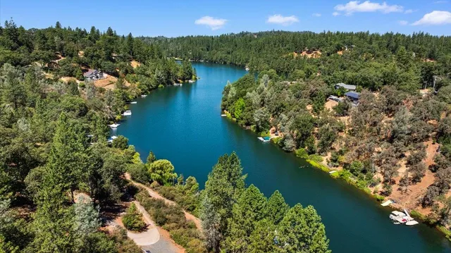 a view of a forest with trees