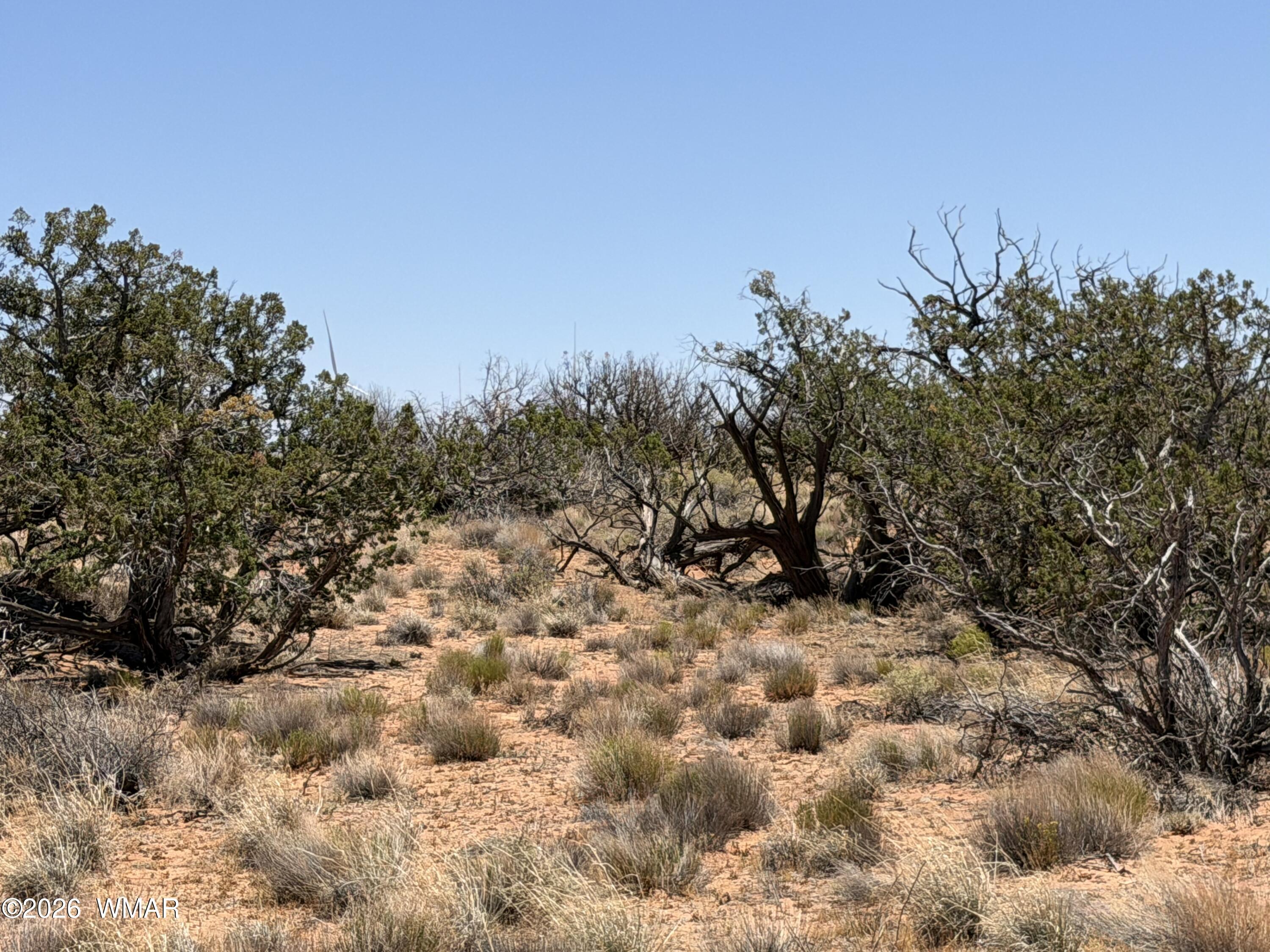Lot 276 Chev Canyon Ranch, Unit 3 Overgaard, AZ 85933 - Photo 9 of 18