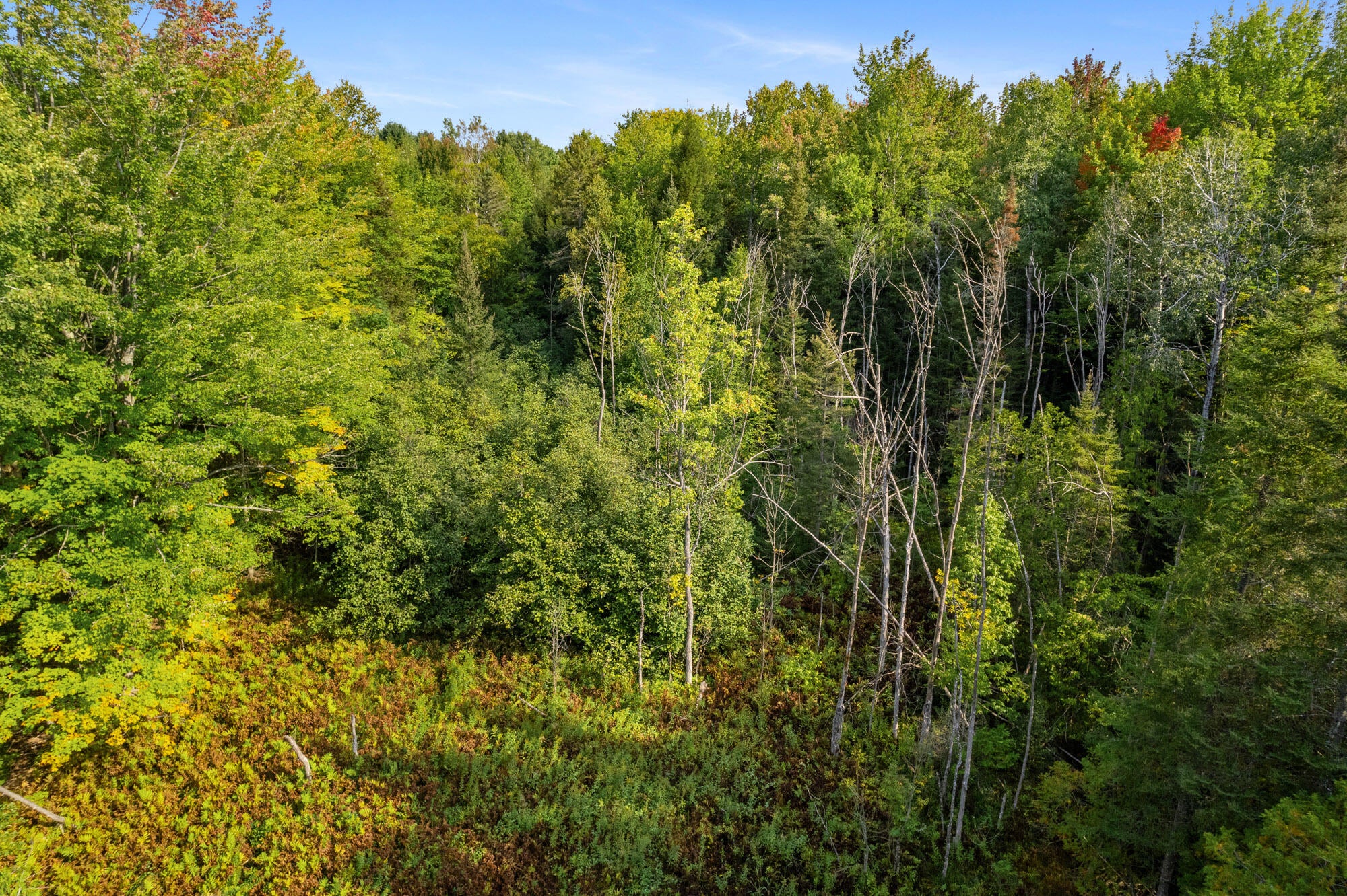 0 North Riggsville Road Cheboygan, MI 49721 - Photo 4 of 35 Gallery Image 4