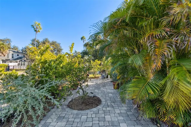 a view of a backyard with plants and palm trees