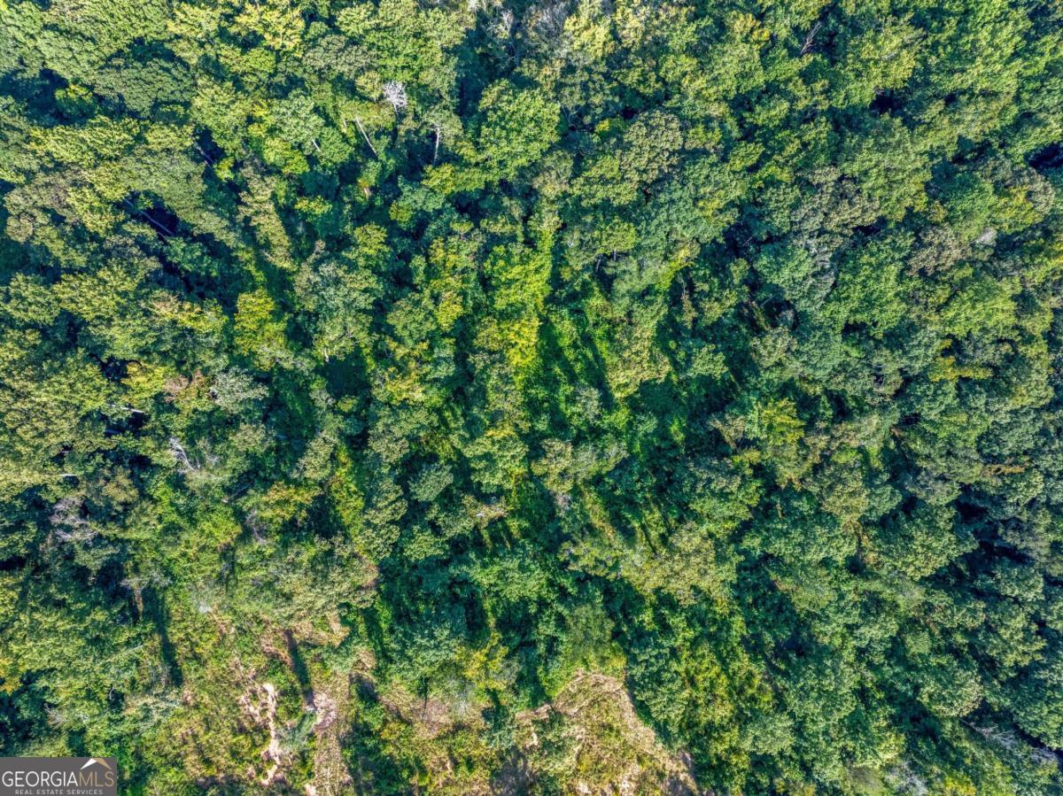Lot 5 Stewart Loop Jefferson, GA 30549 - Photo 7 of 13 a view of a lush green forest