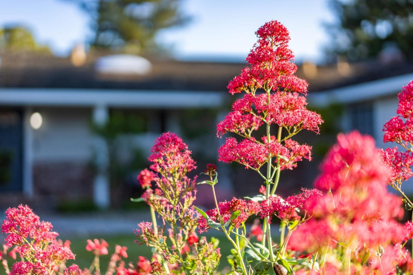 1720 Havenhurst Drive Los Altos, CA 94024 - Photo 30 of 49