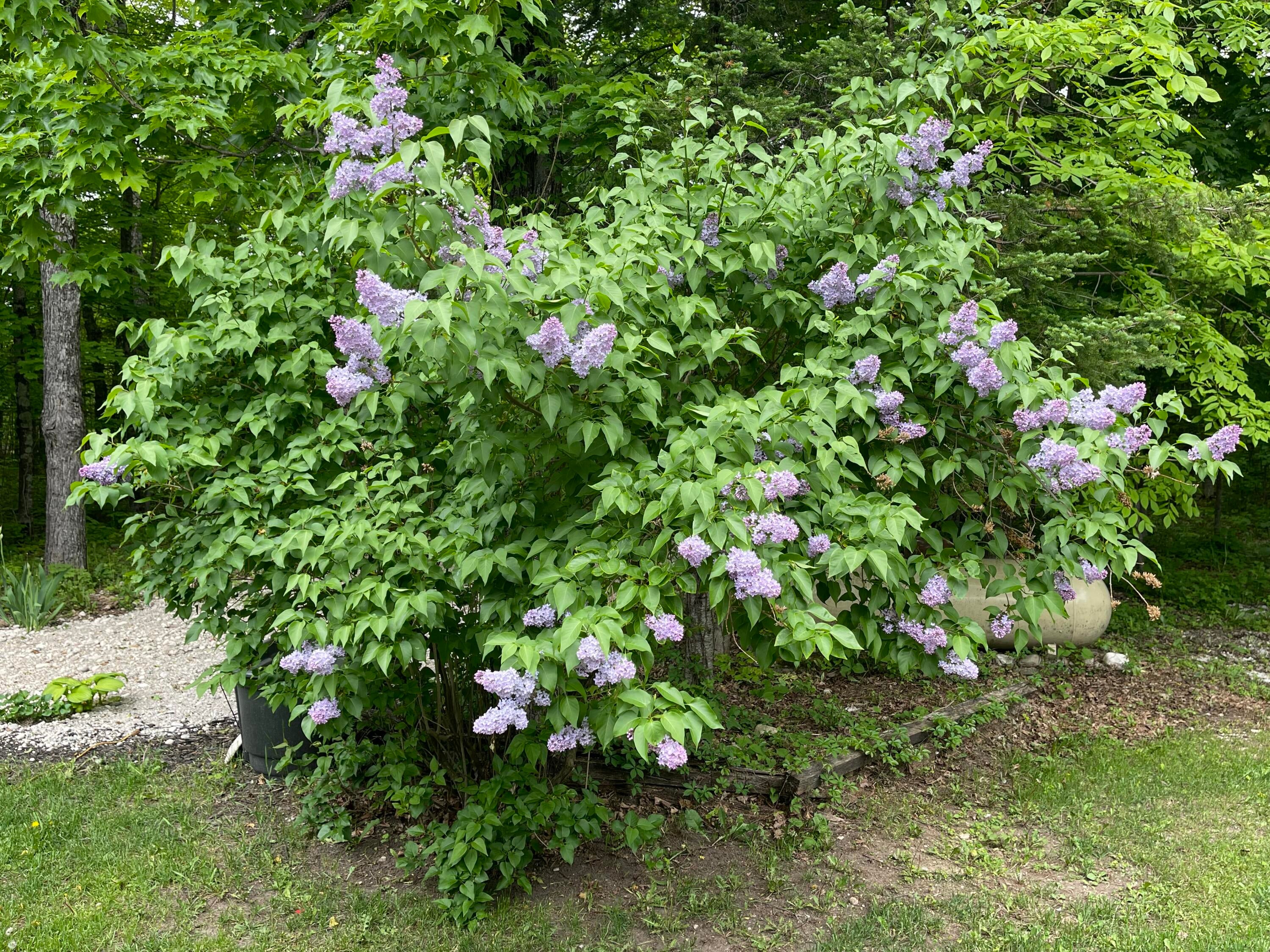 2865 West Chard Road Hessel, MI 49745 - Photo 25 of 34 Gallery Image 25