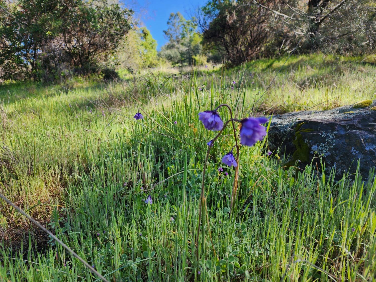 19994 John Born Road Penn Valley, CA 95946 - Photo 29 of 56