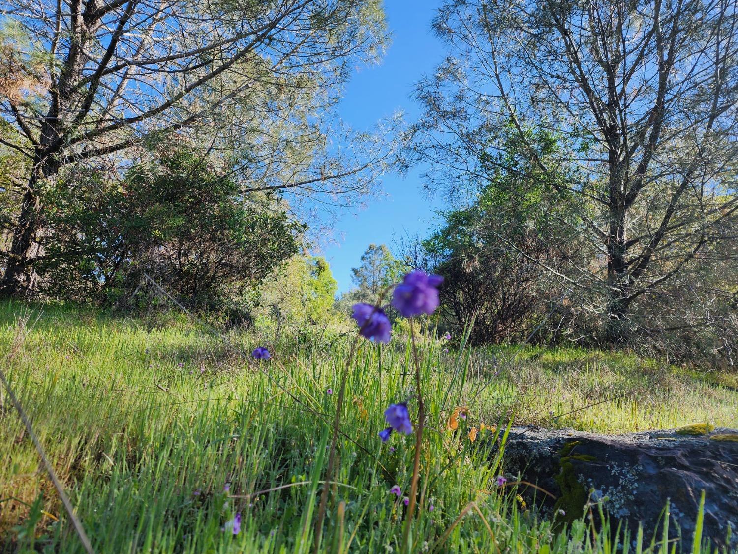 19994 John Born Road Penn Valley, CA 95946 - Photo 30 of 56