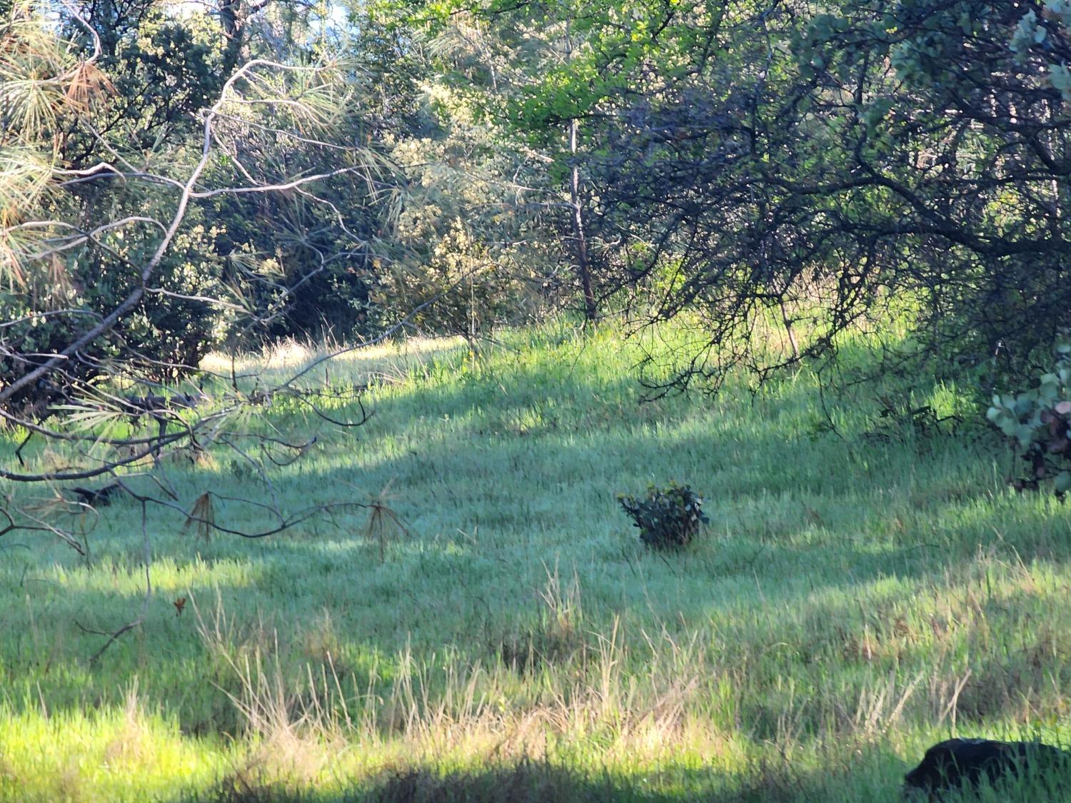 19994 John Born Road Penn Valley, CA 95946 - Photo 41 of 56